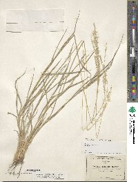 Digitaria californica image