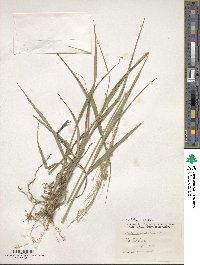 Digitaria insularis image