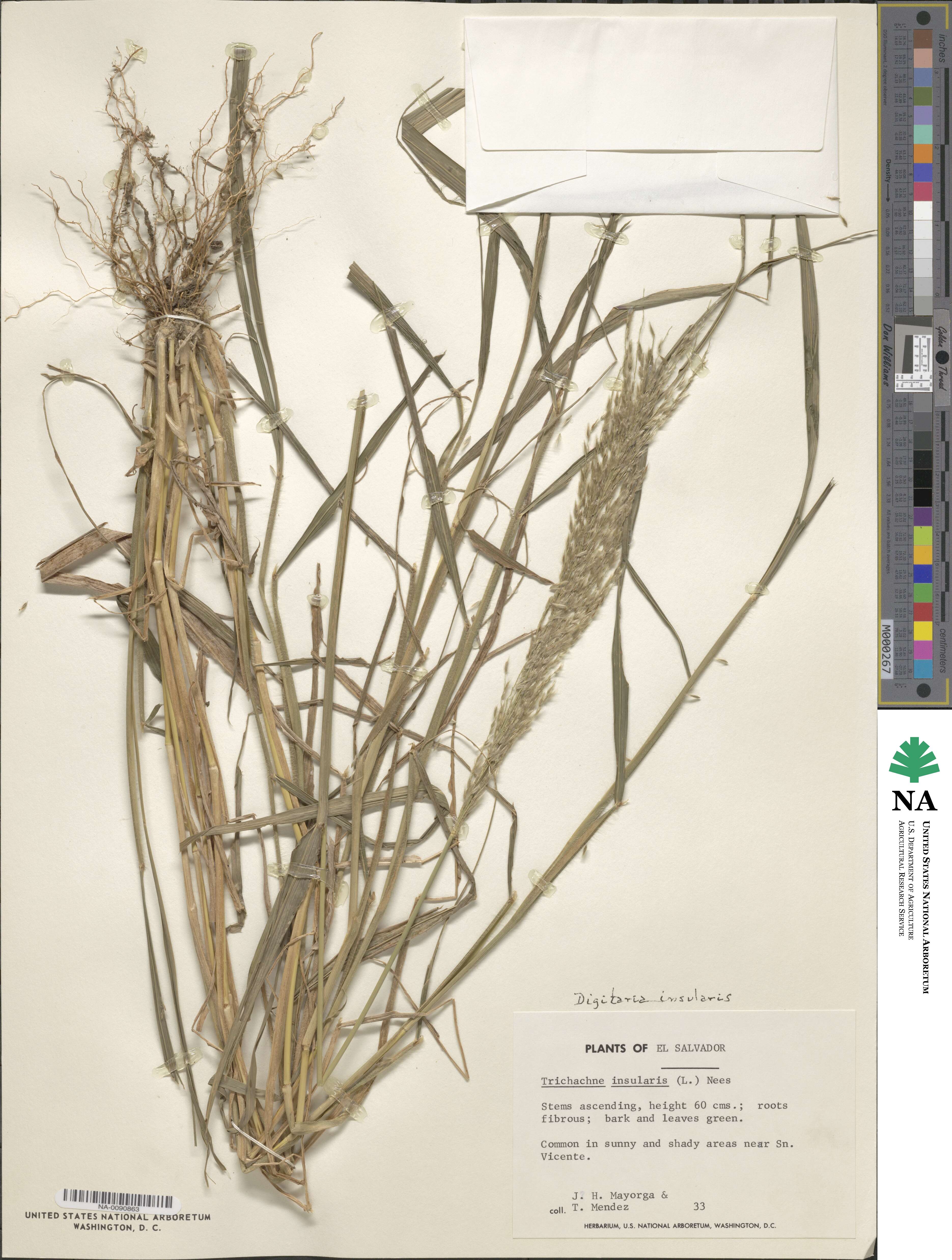 Digitaria insularis image