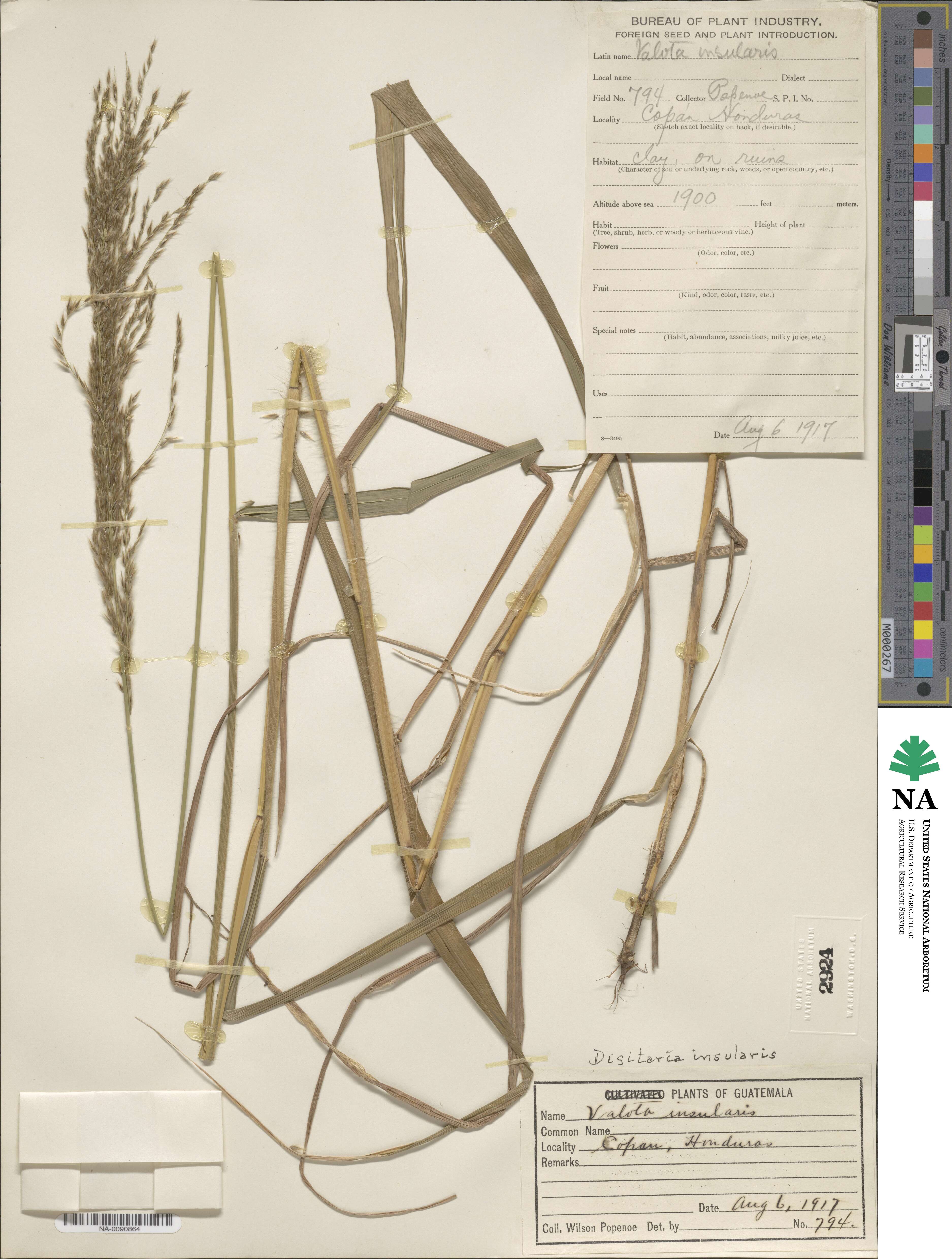 Digitaria insularis image