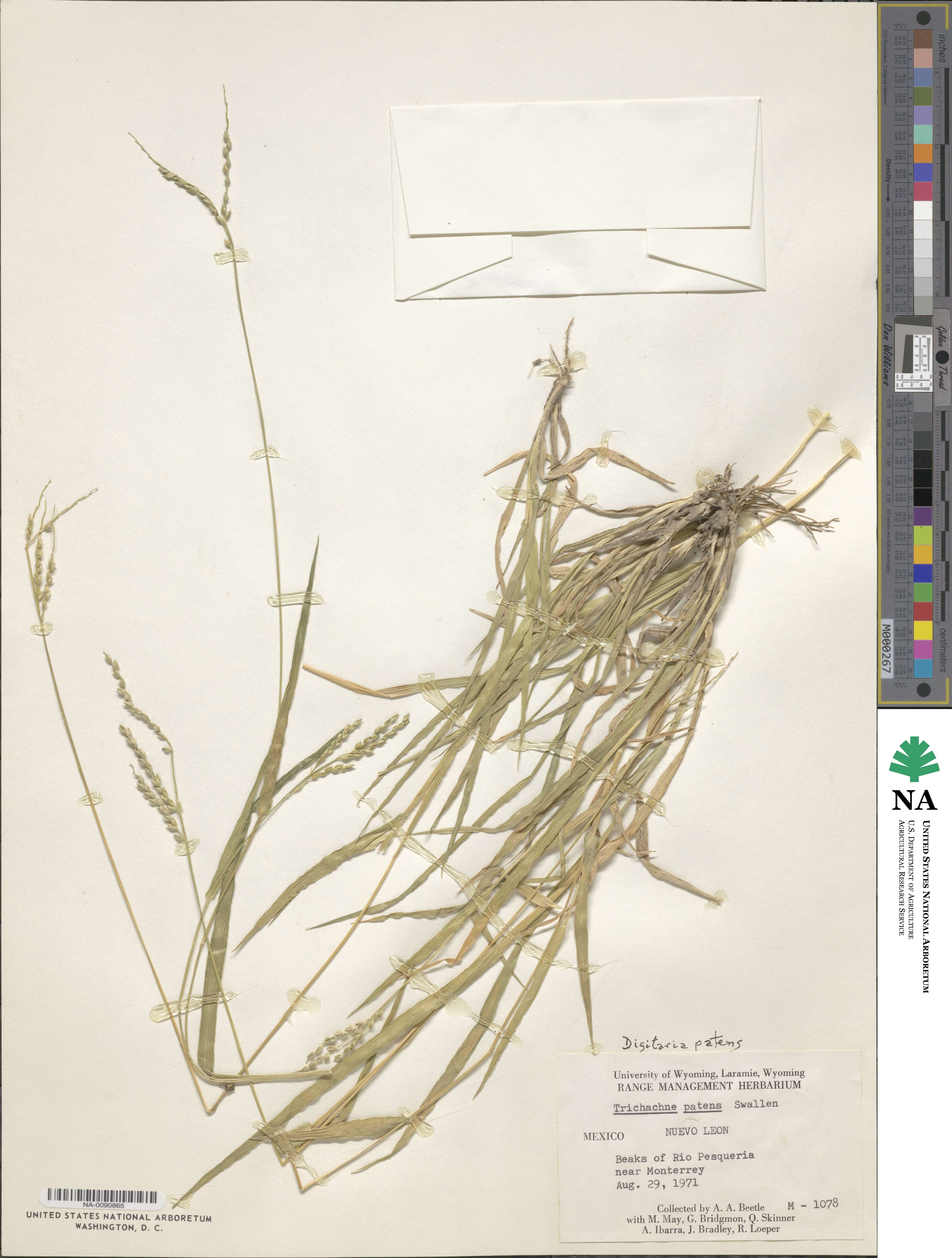 Digitaria patens image