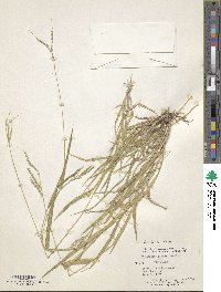 Digitaria patens image