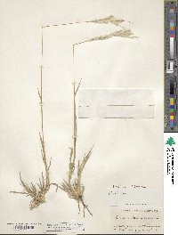 Digitaria californica image