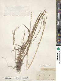 Digitaria californica image