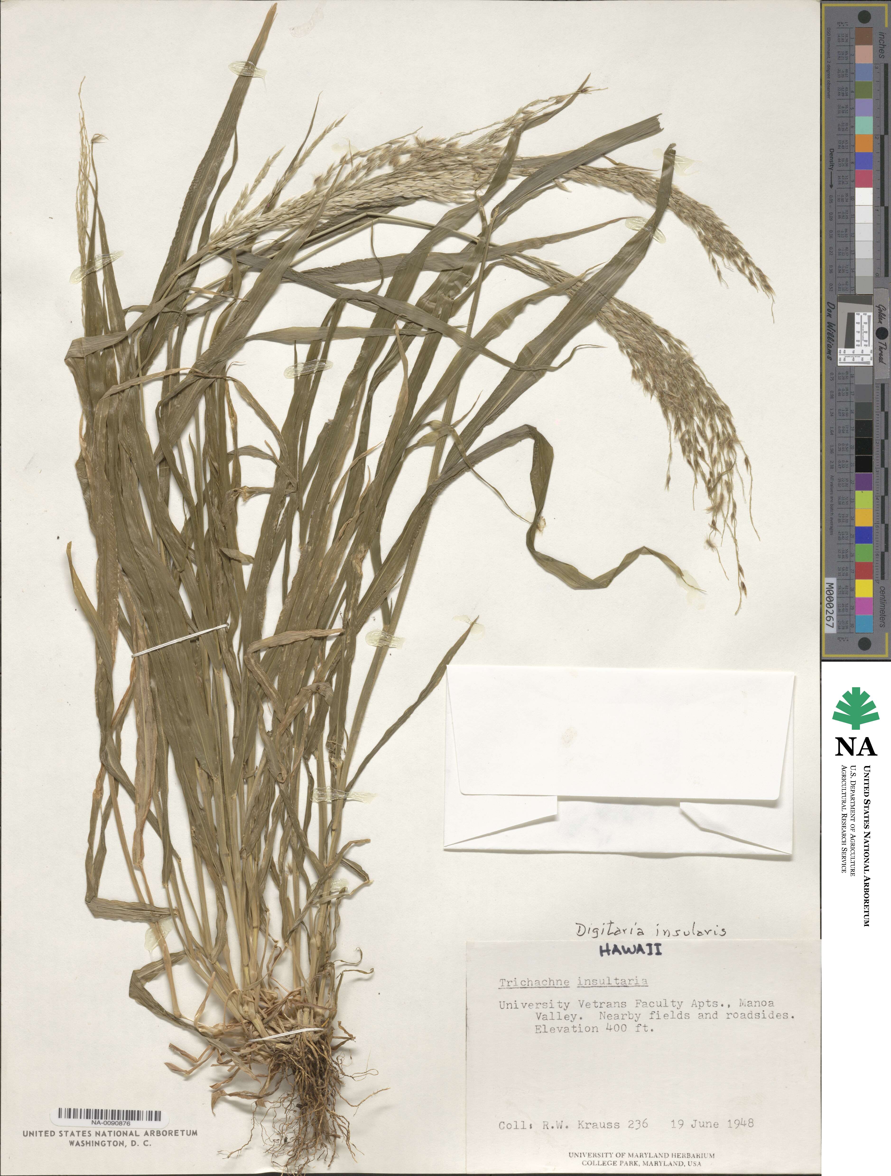 Digitaria image