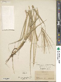 Leptochloa pluriflora image