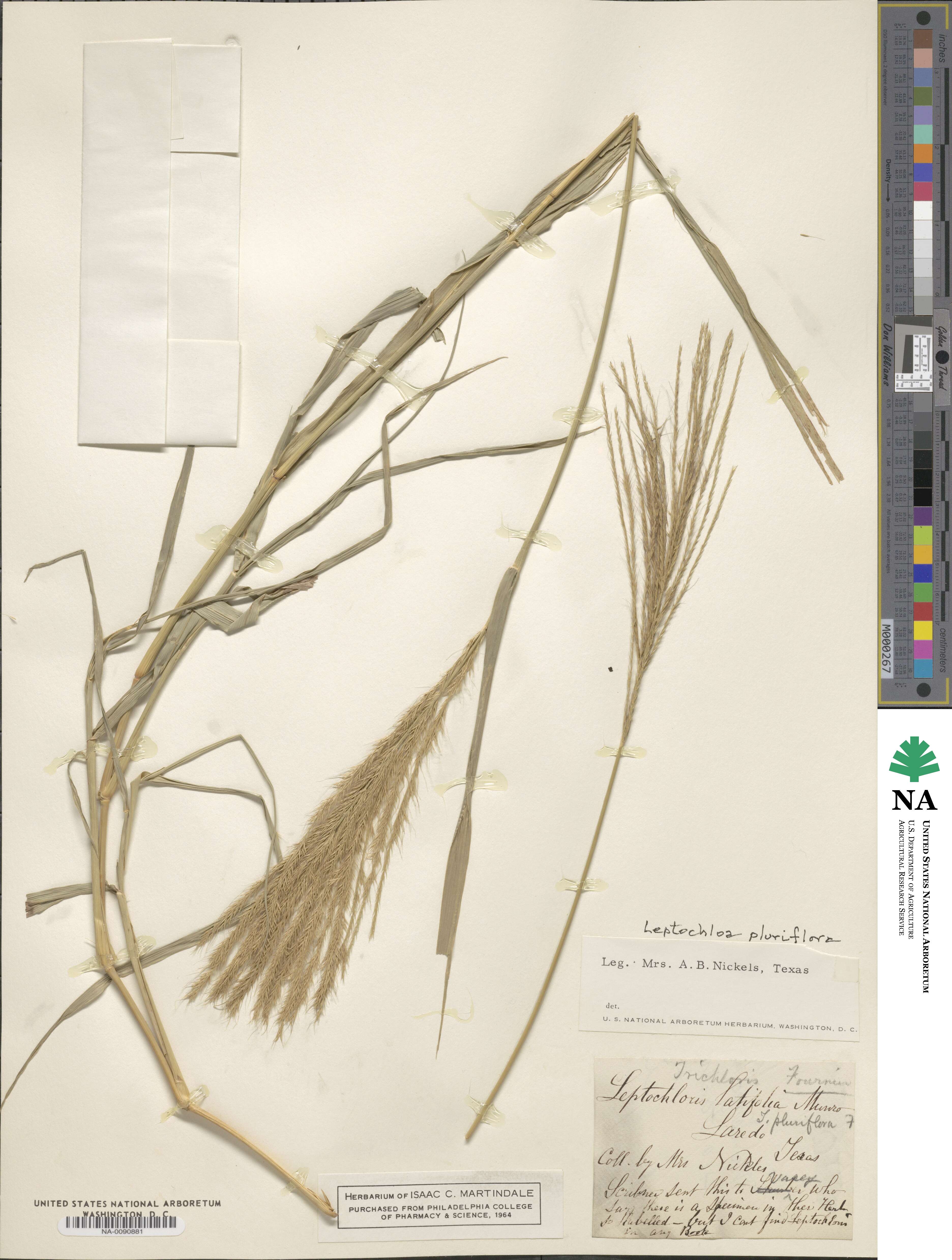 Leptochloa pluriflora image