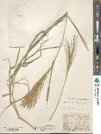 Leptochloa pluriflora image