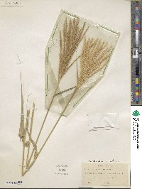 Leptochloa pluriflora image