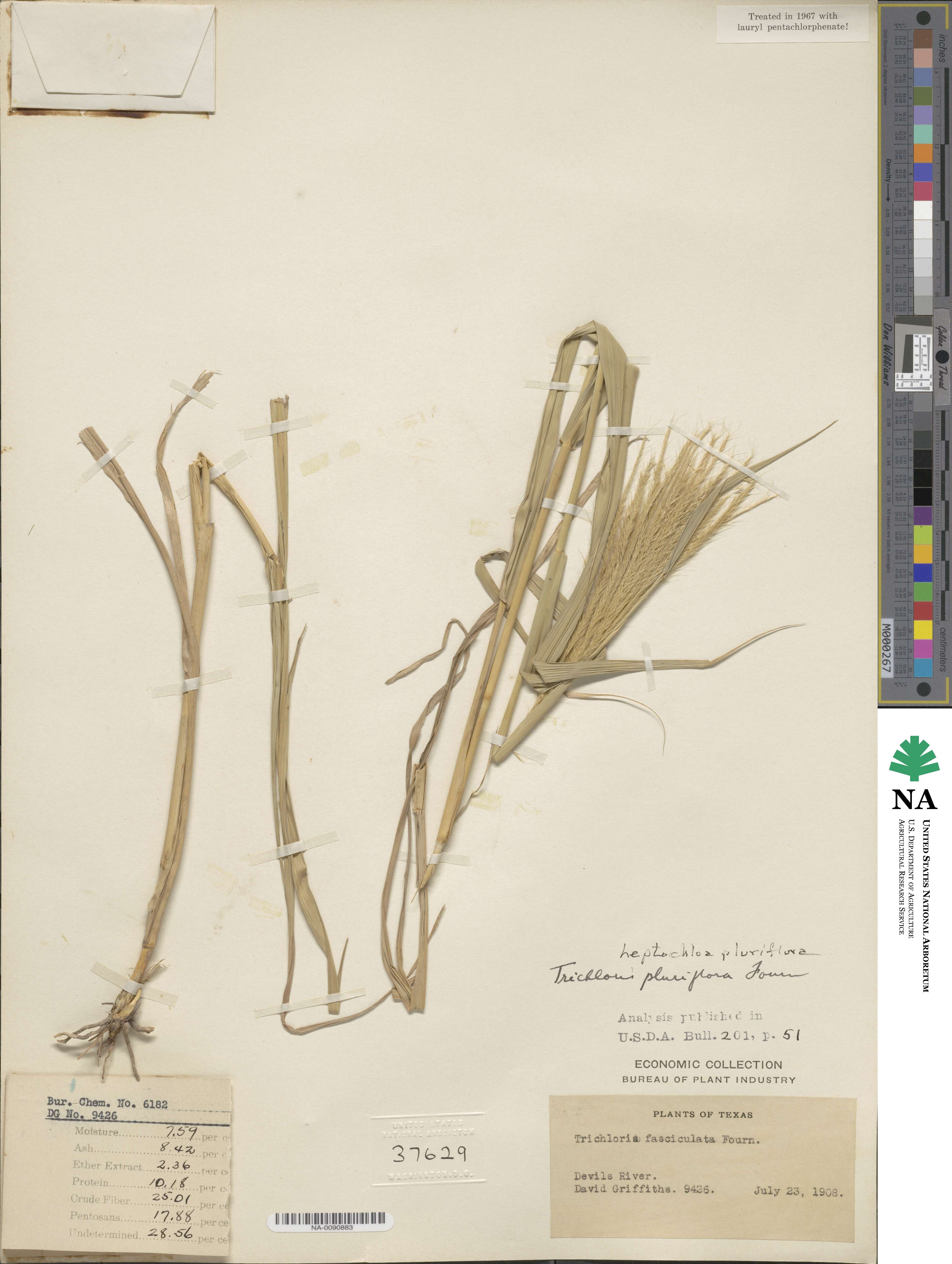 Leptochloa pluriflora image