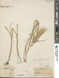 Leptochloa pluriflora image