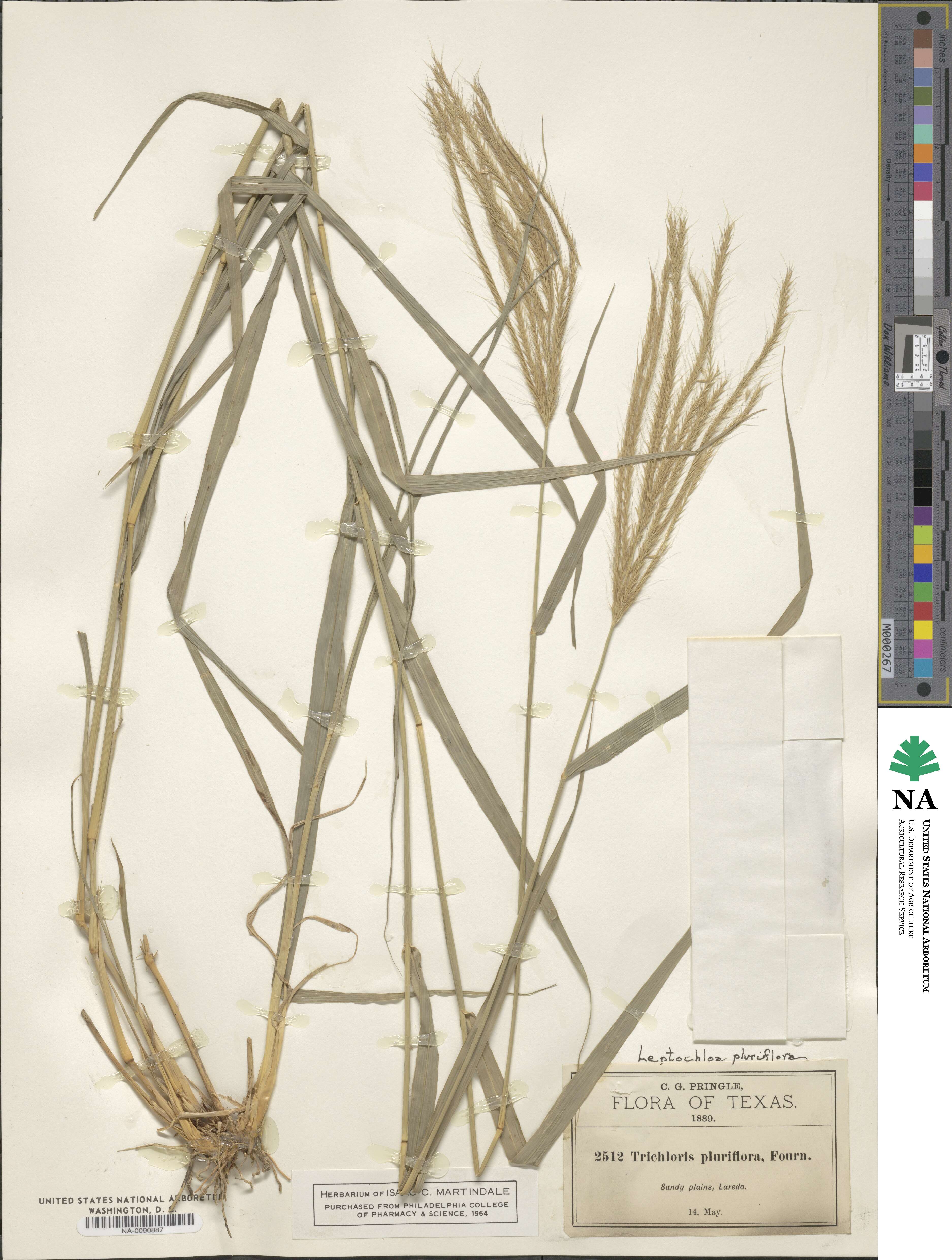 Leptochloa crinita image