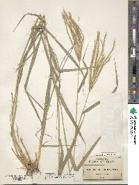 Leptochloa crinita image