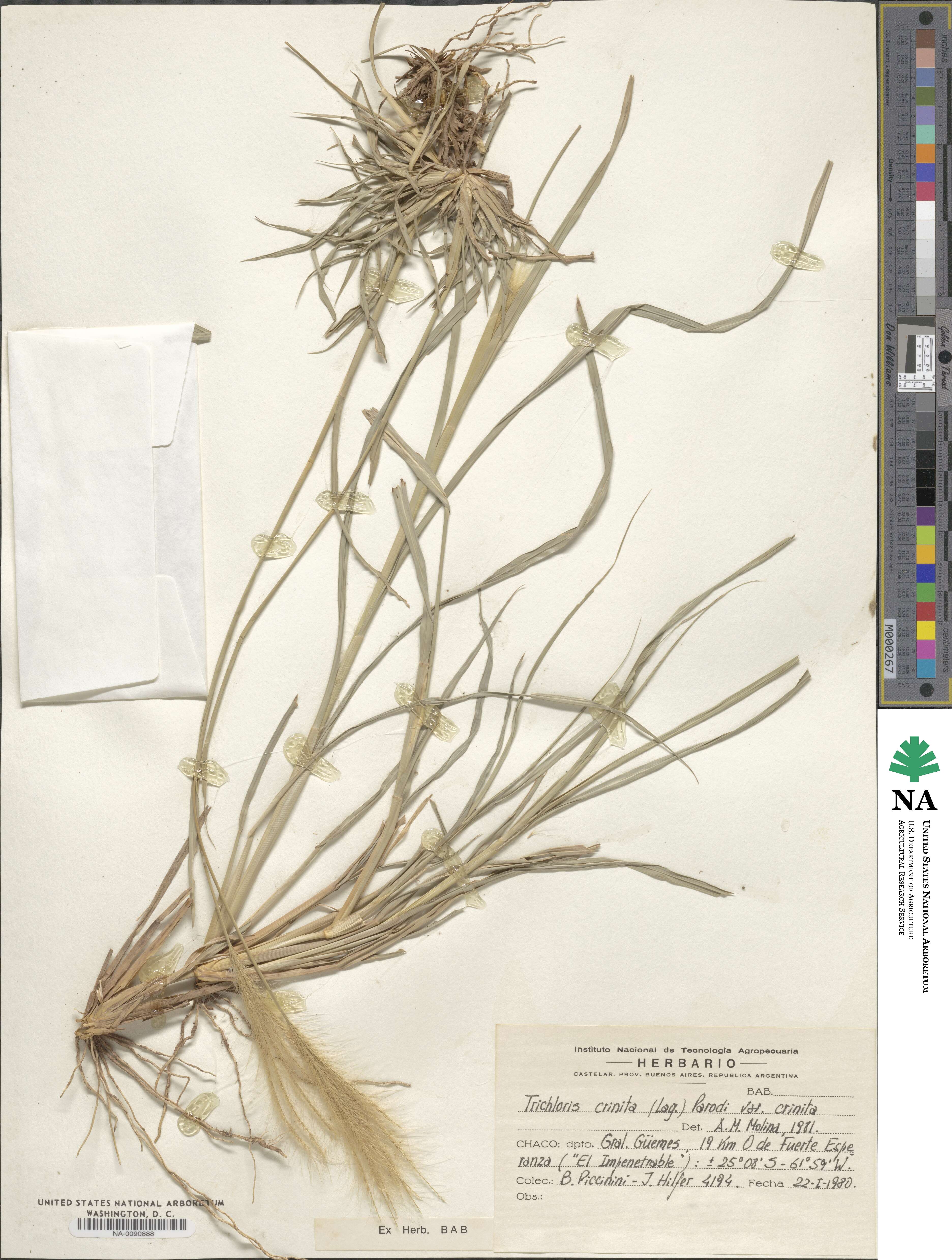 Leptochloa crinita image