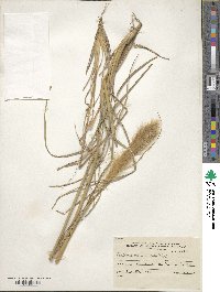 Leptochloa crinita image