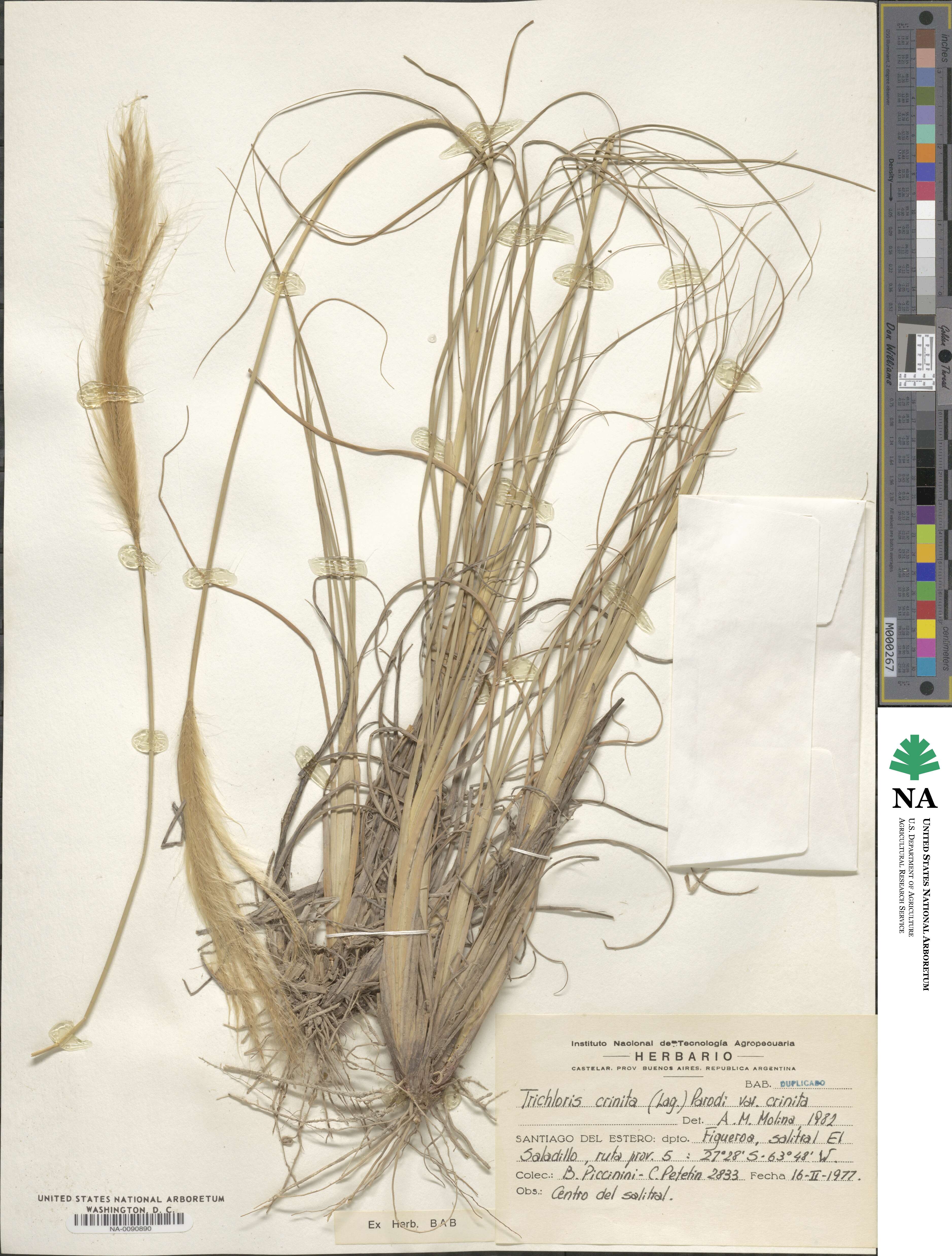 Leptochloa image