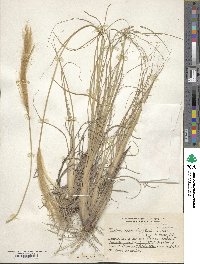 Leptochloa crinita image