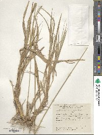 Leptochloa crinita image