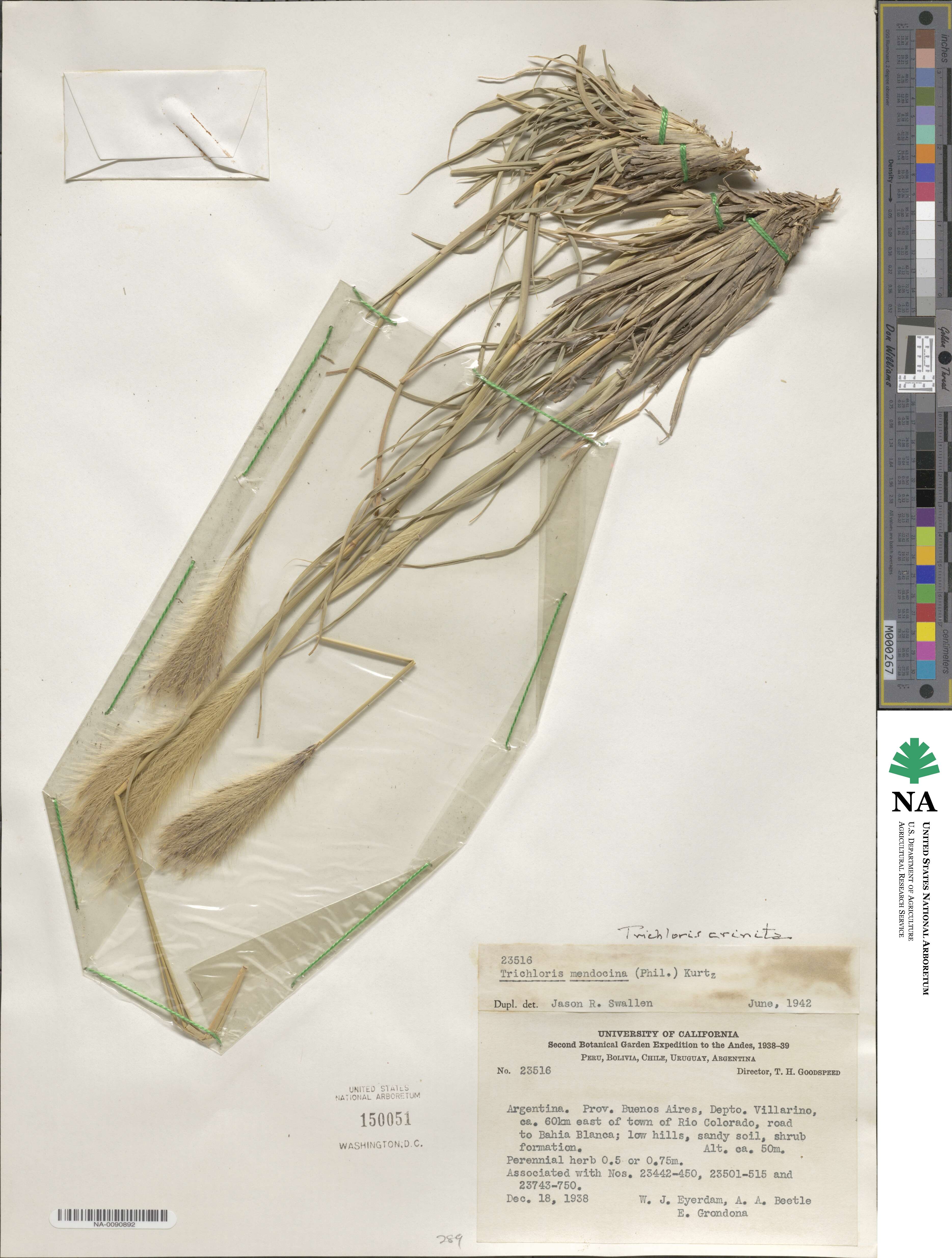 Leptochloa crinita image