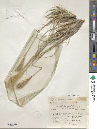 Leptochloa crinita image