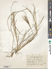 Leptochloa crinita image