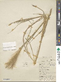 Leptochloa crinita image