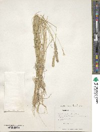 Leptochloa pluriflora image