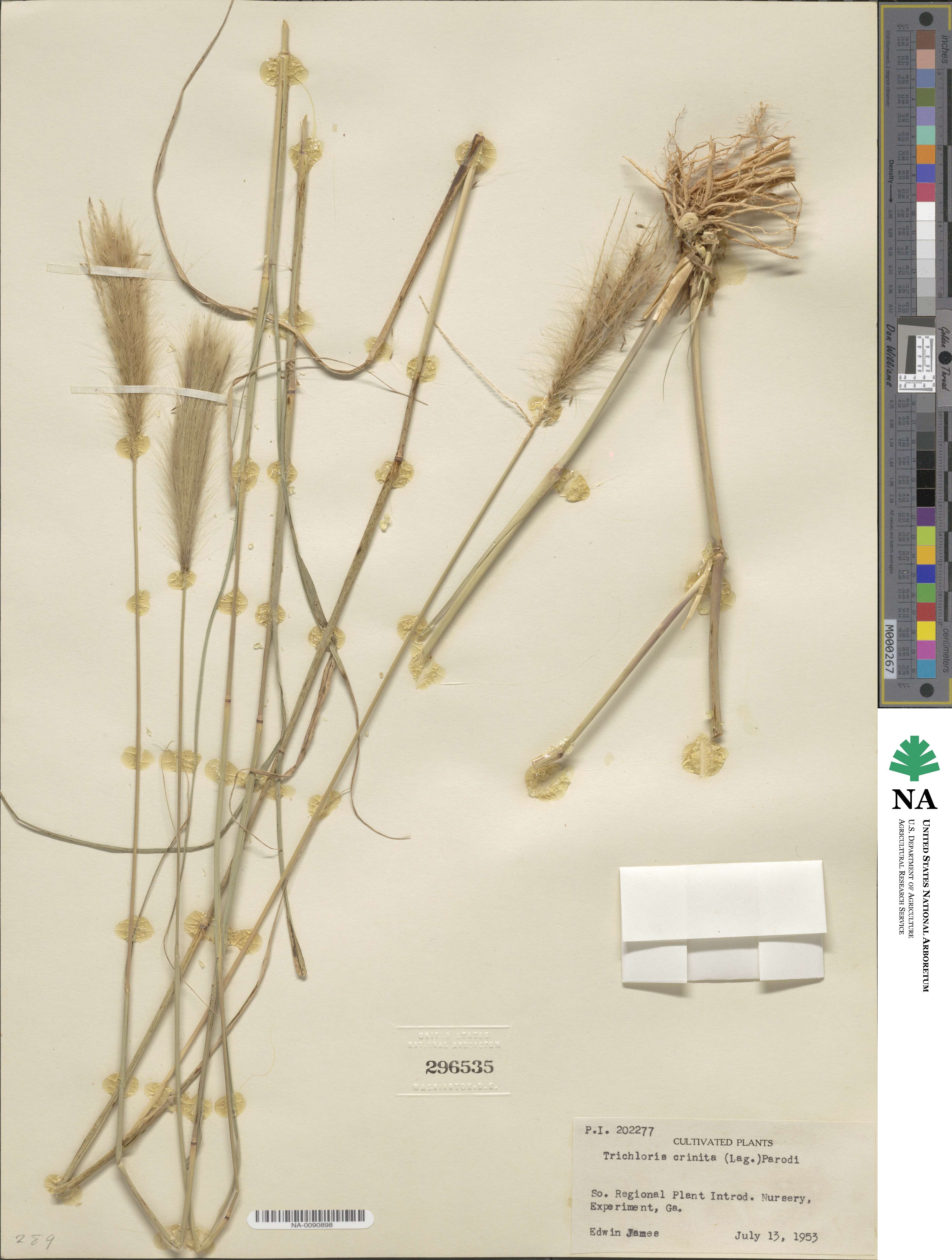 Leptochloa crinita image