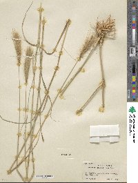 Leptochloa crinita image