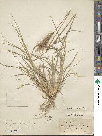 Leptochloa crinita image