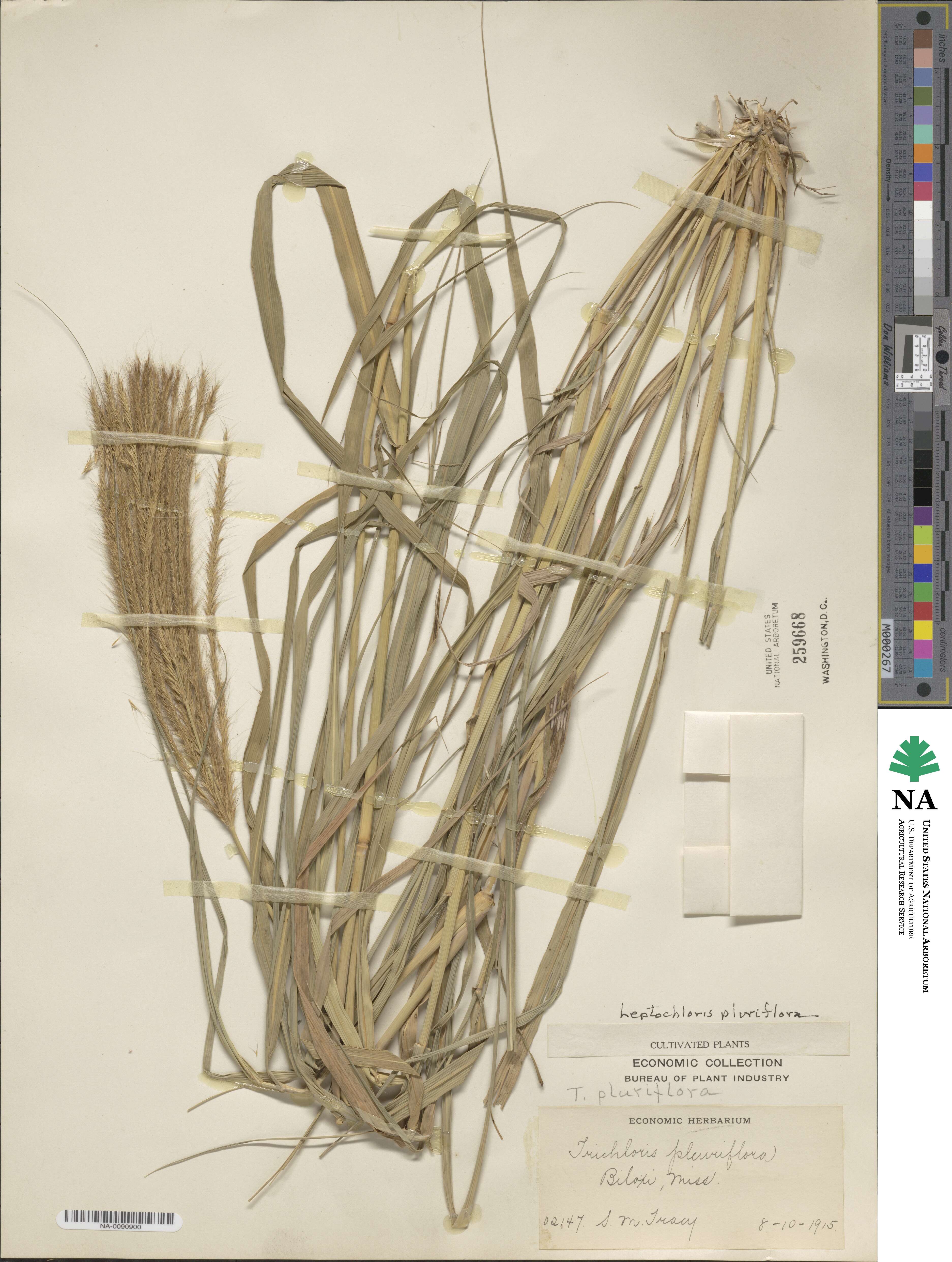 Leptochloa pluriflora image