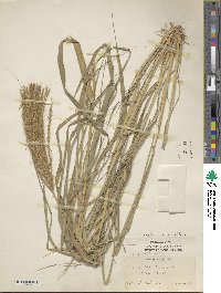 Leptochloa pluriflora image