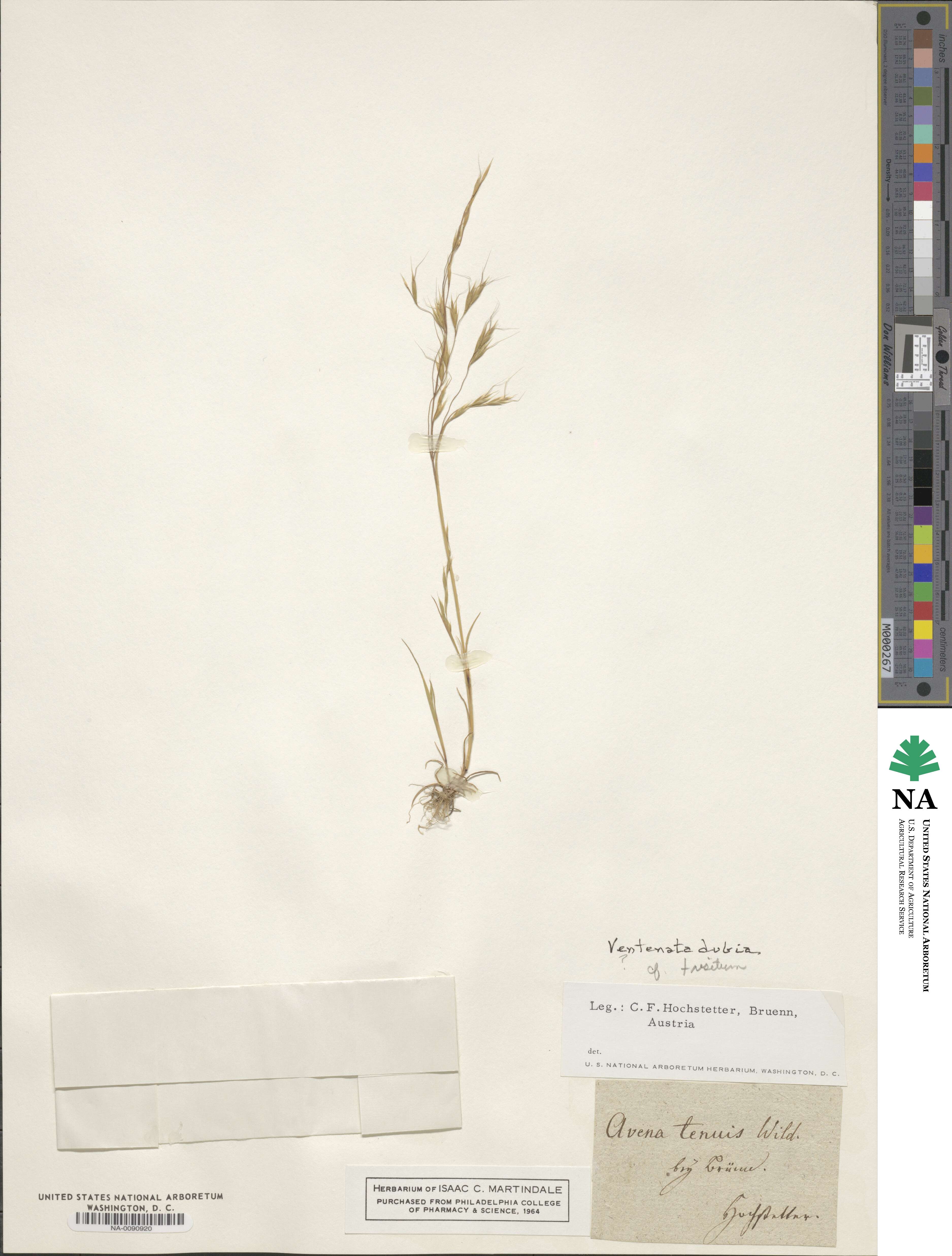 Ventenata dubia image