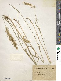 Image of Trisetum aureum