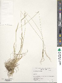 Sibirotrisetum bifidum image