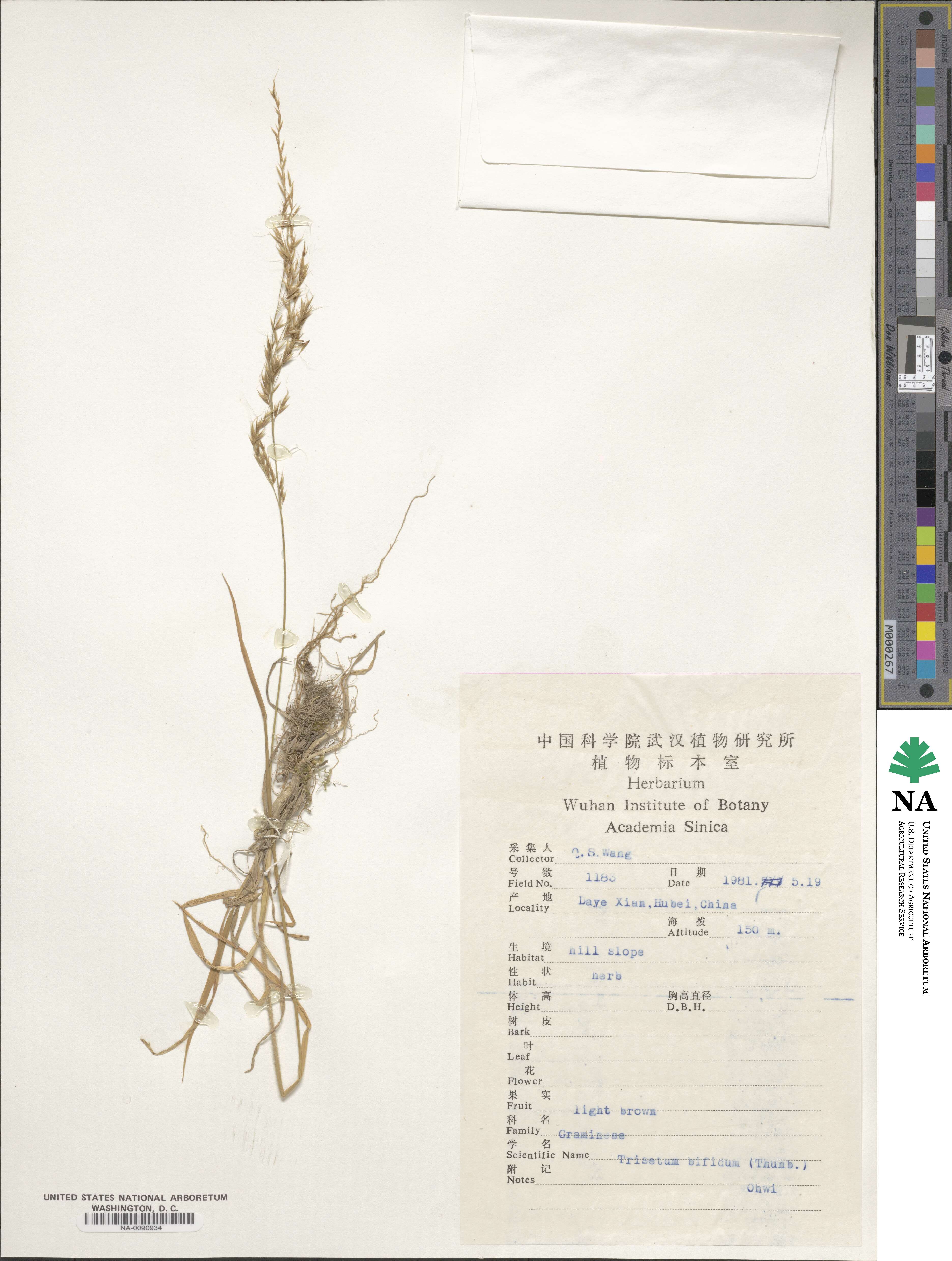 Sibirotrisetum bifidum image