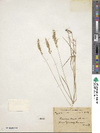 Sibirotrisetum bifidum image