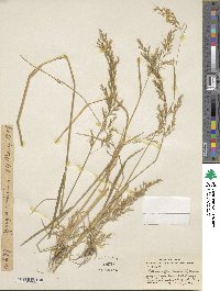 Image of Trisetum flavescens