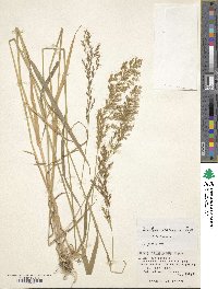 Sibirotrisetum sibiricum image