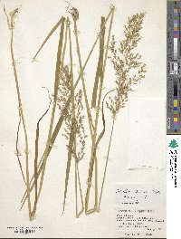 Sibirotrisetum sibiricum image