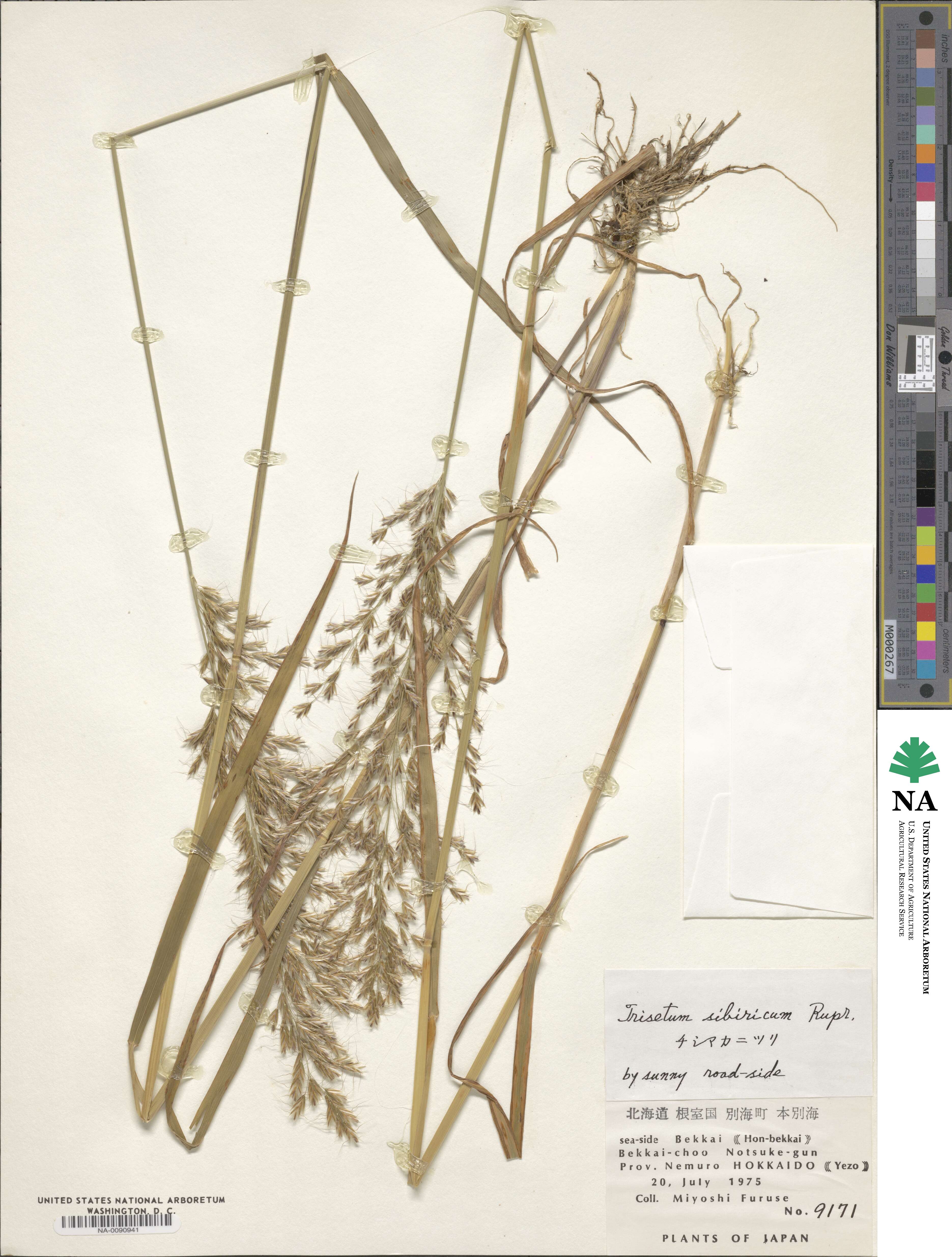 Sibirotrisetum sibiricum image