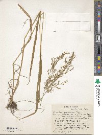 Sibirotrisetum sibiricum image