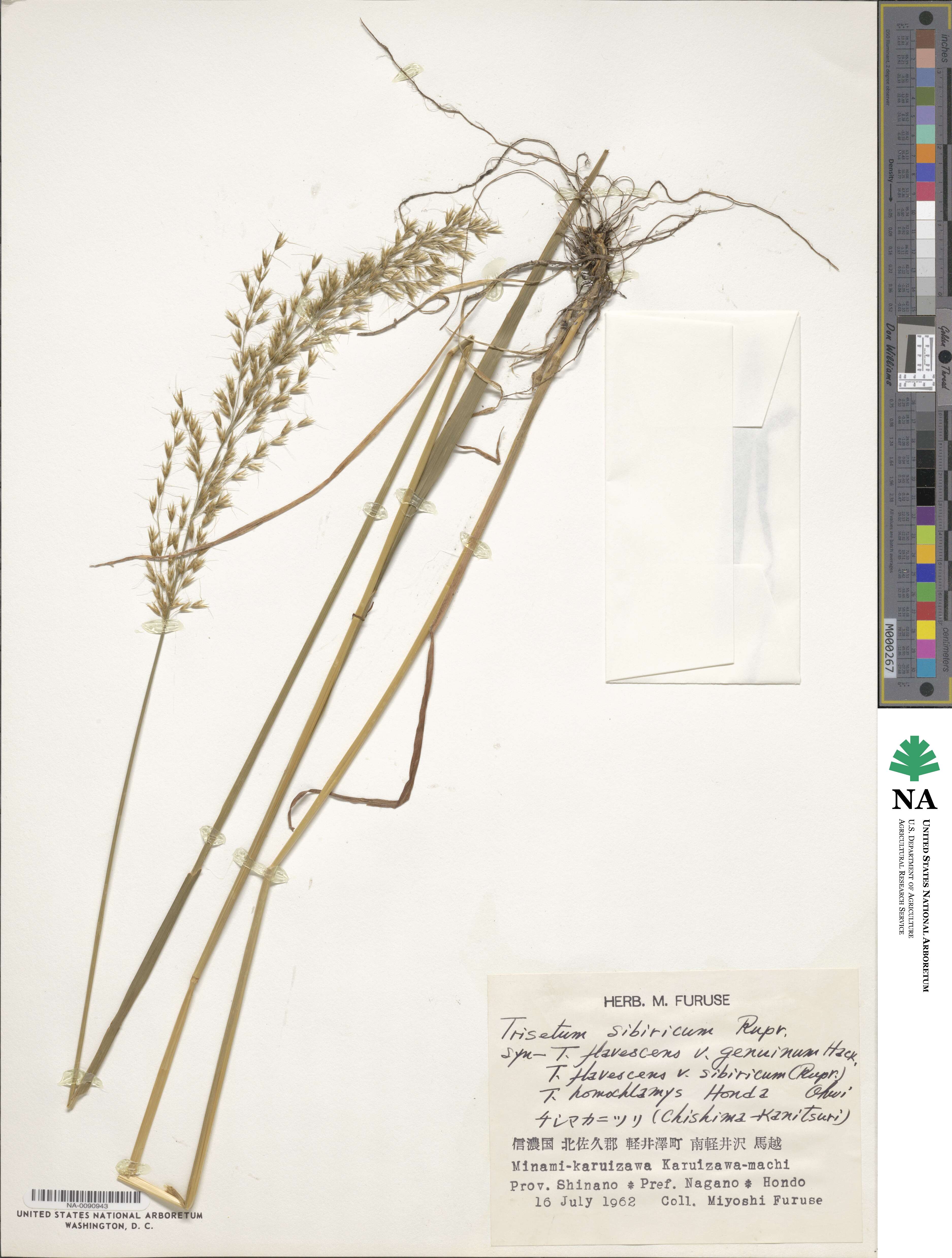 Sibirotrisetum sibiricum image