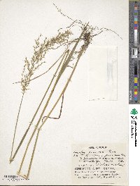 Sibirotrisetum sibiricum image