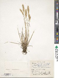 Koeleria spicata image