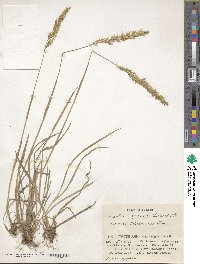 Koeleria spicata image