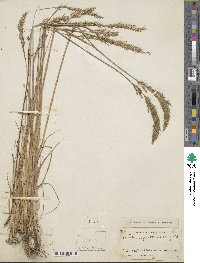 Koeleria spicata image