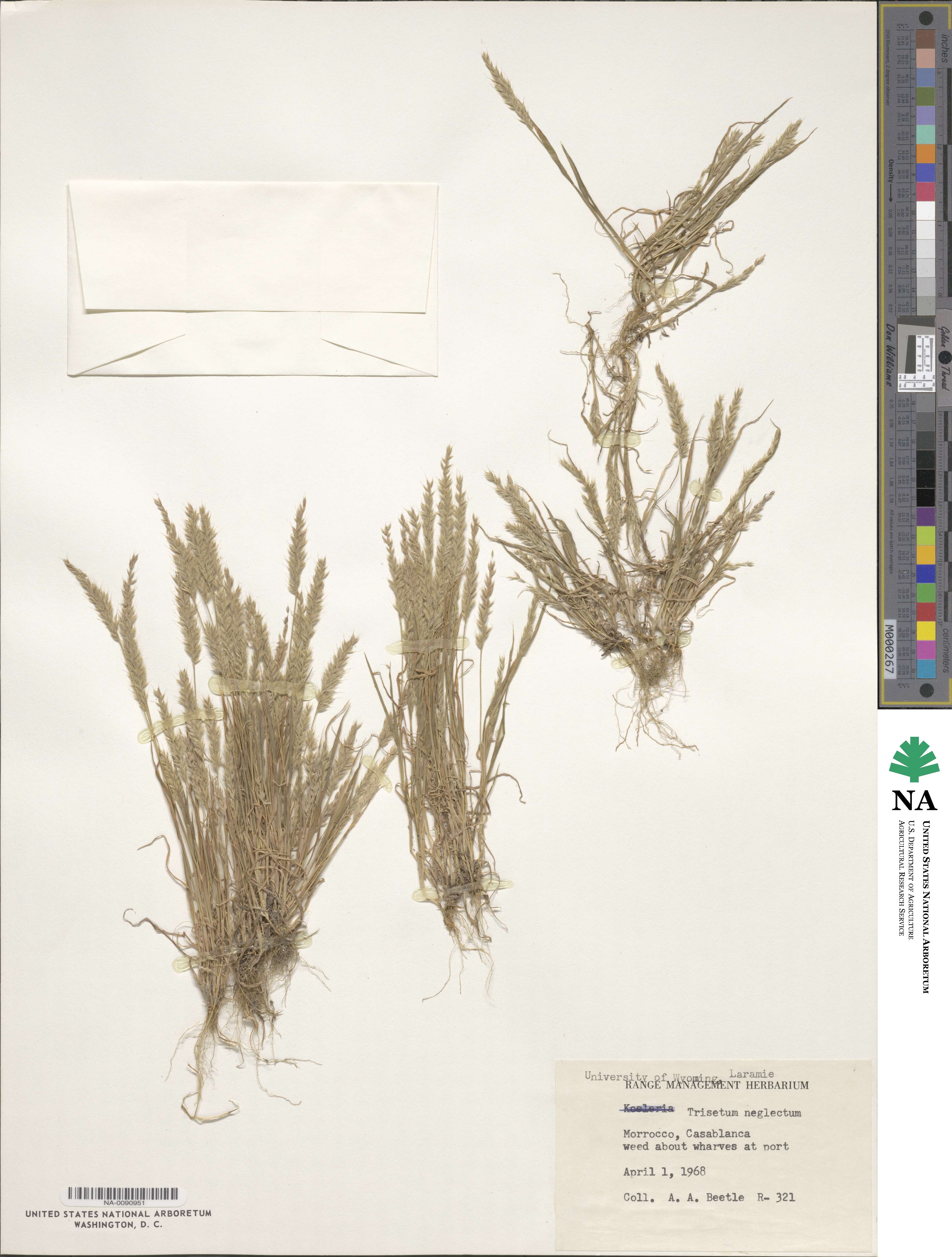 Trisetaria panicea image