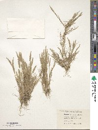 Trisetaria panicea image