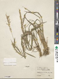 Trisetum flavescens image